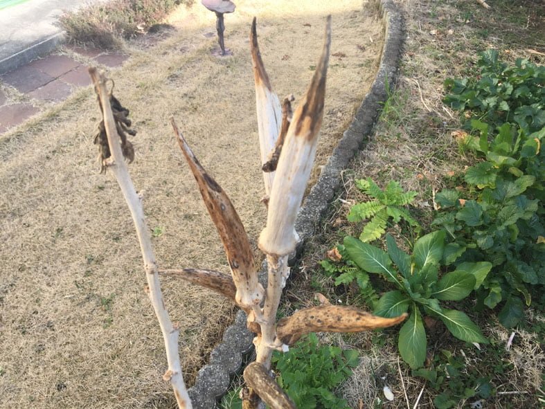 オクラとバターナッツ 固定種とf１種 風々工房